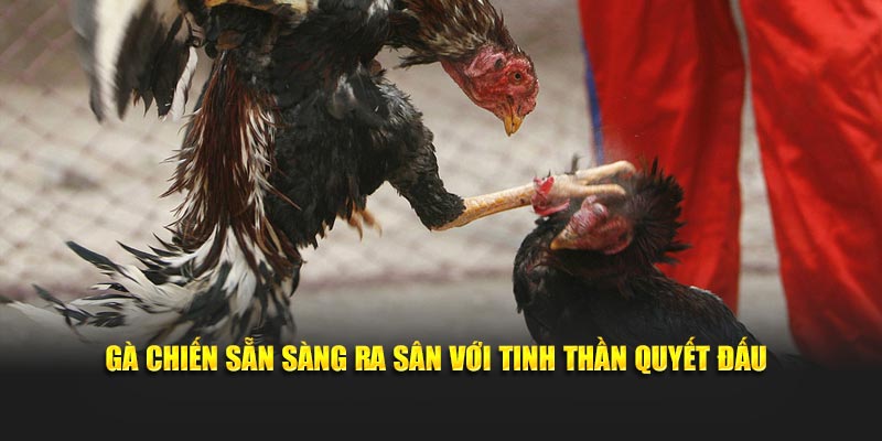 Gà chiến sẵn sàng ra sân với tinh thần quyết đấu